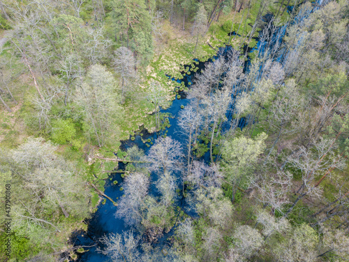 Stream among green trees in spring. Aerial drone view.