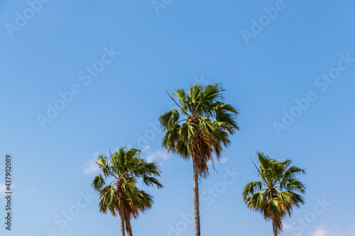 ヤシの木と青空