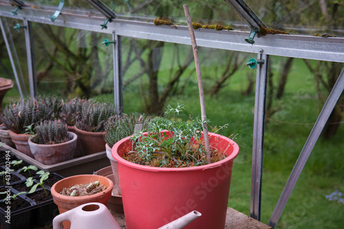 Eryngium growing in a pot in an uheated greenhouse. North Yorkshire photo