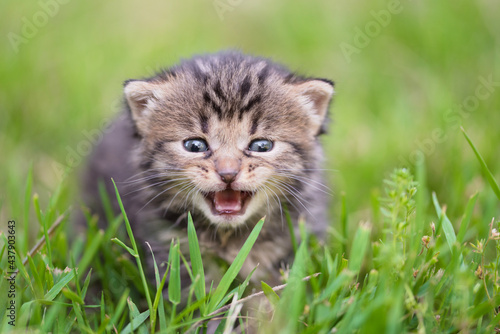 Baby cat in the green grass © SasaStock