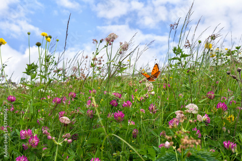 Valokuva Flowers of clover and wildflowers on meadow in summer