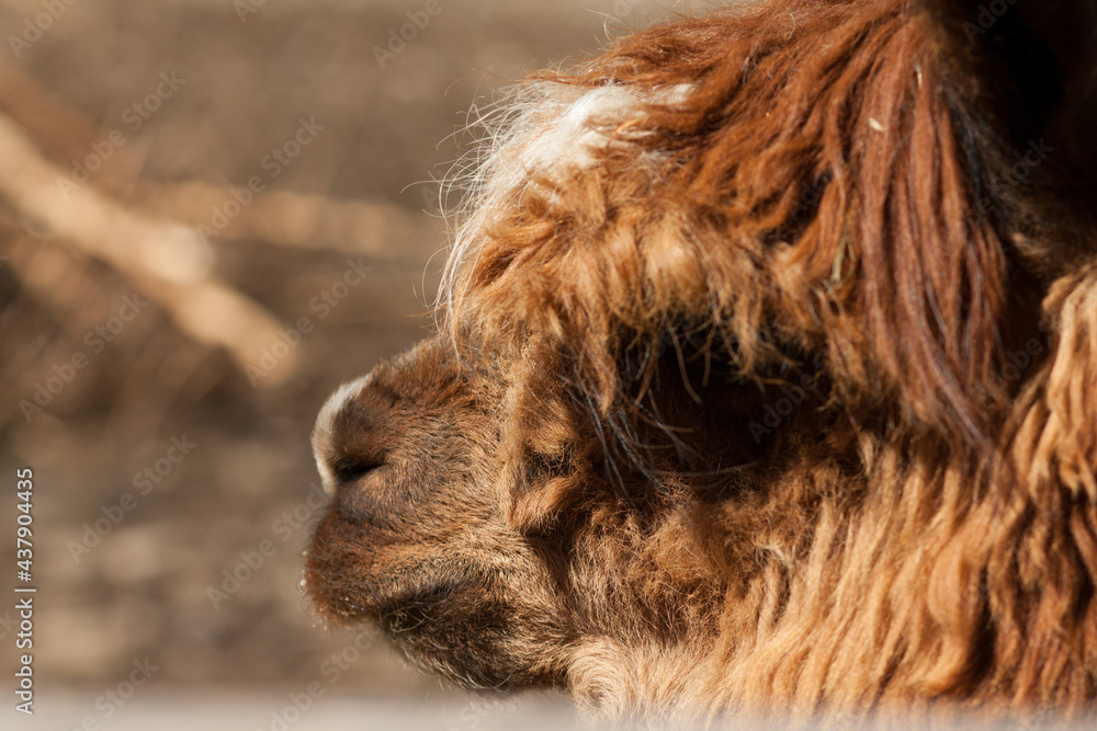 Close-up of a brown alpaca head