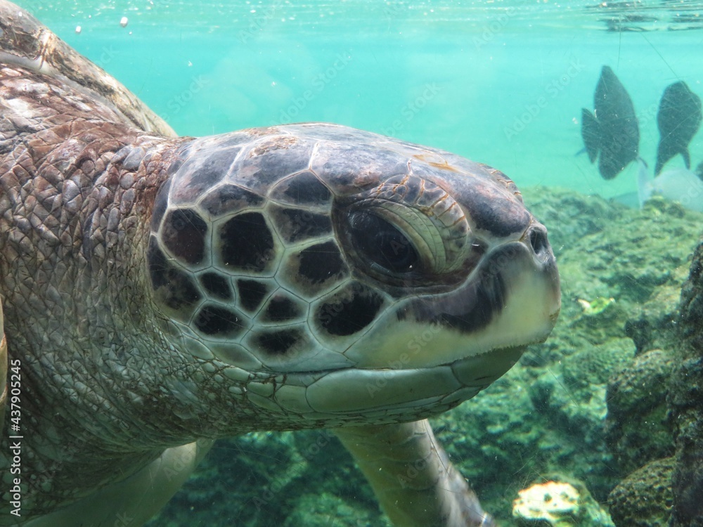 Fototapeta premium アオウミガメ