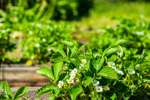 Strawberries blooming with white flowers in the garden bed. Gardening, growing strawberry concept.