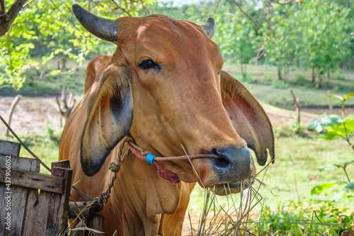 Fototapeta Naklejka Na Ścianę i Meble -  Brown cows on a rural farm