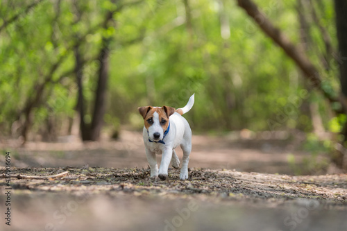 Lost dog jack russell terrier in the forest