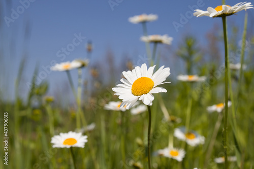 chamomile wildflowers on a background of blue sky