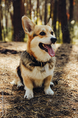 corgi dog portrait at the forest