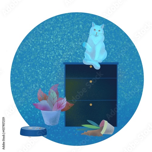 cat in a box