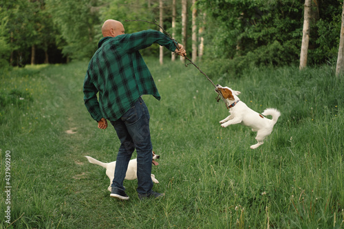 Man and dog friendship. Man play Jack Russell Terrier dogs in meadow. Man and Jack Russell Terrier dogs in nature