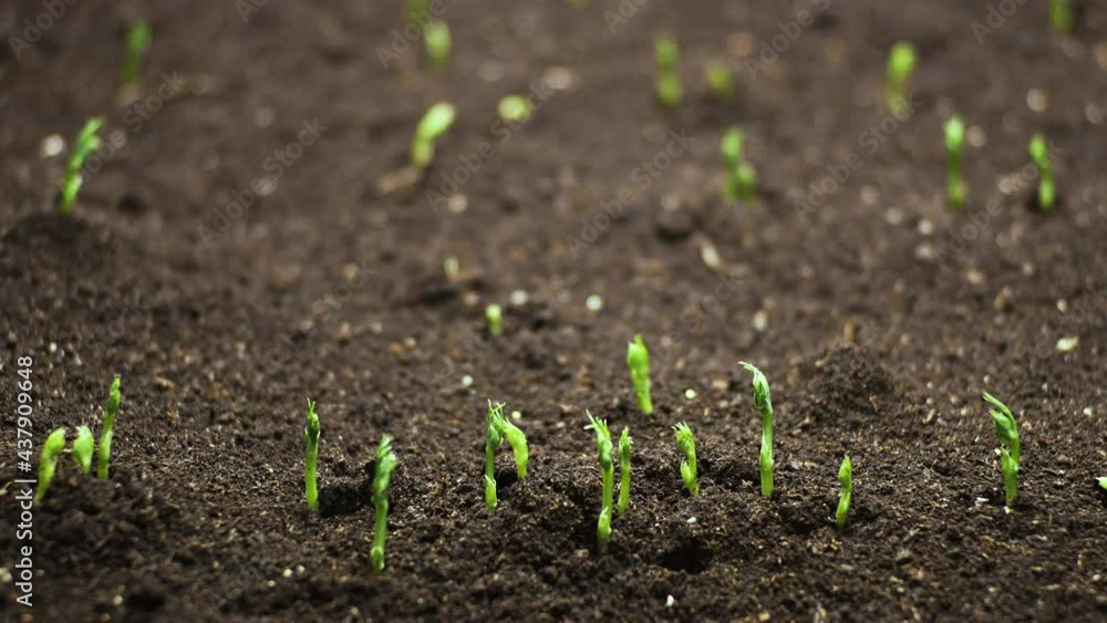 Growing plants in spring timelapse, sprouts germination from seeds, newborn peas in greenhouse agriculture, Natural beautiful concept, Plant and Earth , Clean and eco-friendly Growing plants in spring timelapse, sprouts germination from seeds, newborn peas in greenhouse agriculture, Natural beautiful concept, Plant and Earth , Clean and eco-friendly