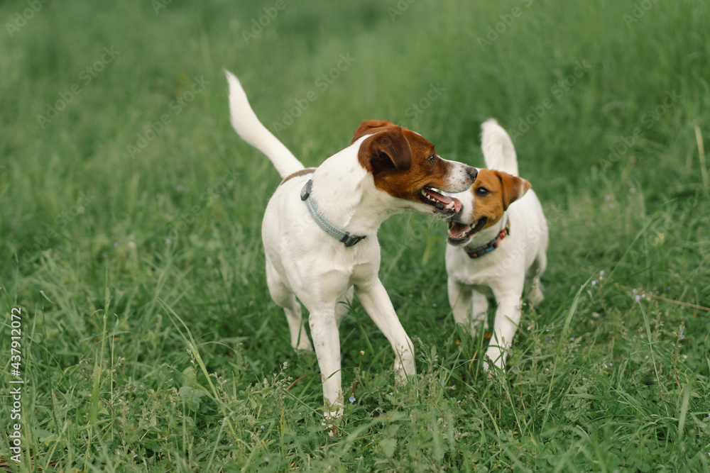 Jack Russell Terrier dogs in meadow. Jack Russell Terrier dogs in nature. Jack Russell Terrier dogs in meadow. Jack Russell Terrier dogs in nature.