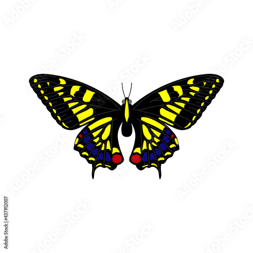 Butterfly of different colors on a white background.