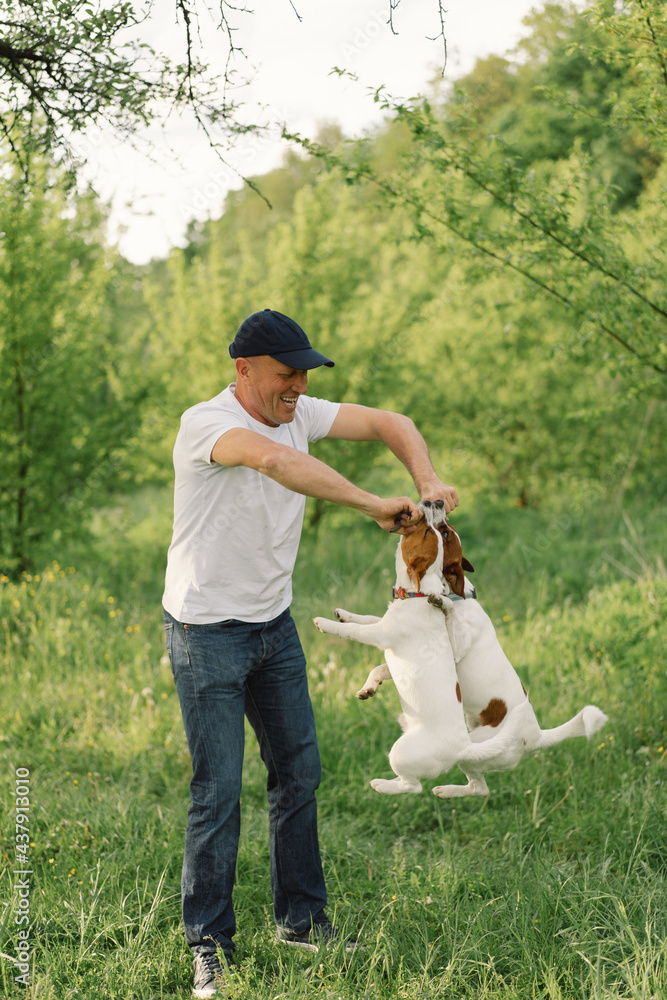 Fototapeta premium Man and dog friendship. Man play Jack Russell Terrier dogs in meadow. Man and Jack Russell Terrier dogs in nature