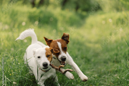 Jack Russell Terrier dogs in meadow. Jack Russell Terrier dogs in nature. © Анастасія Стягайло