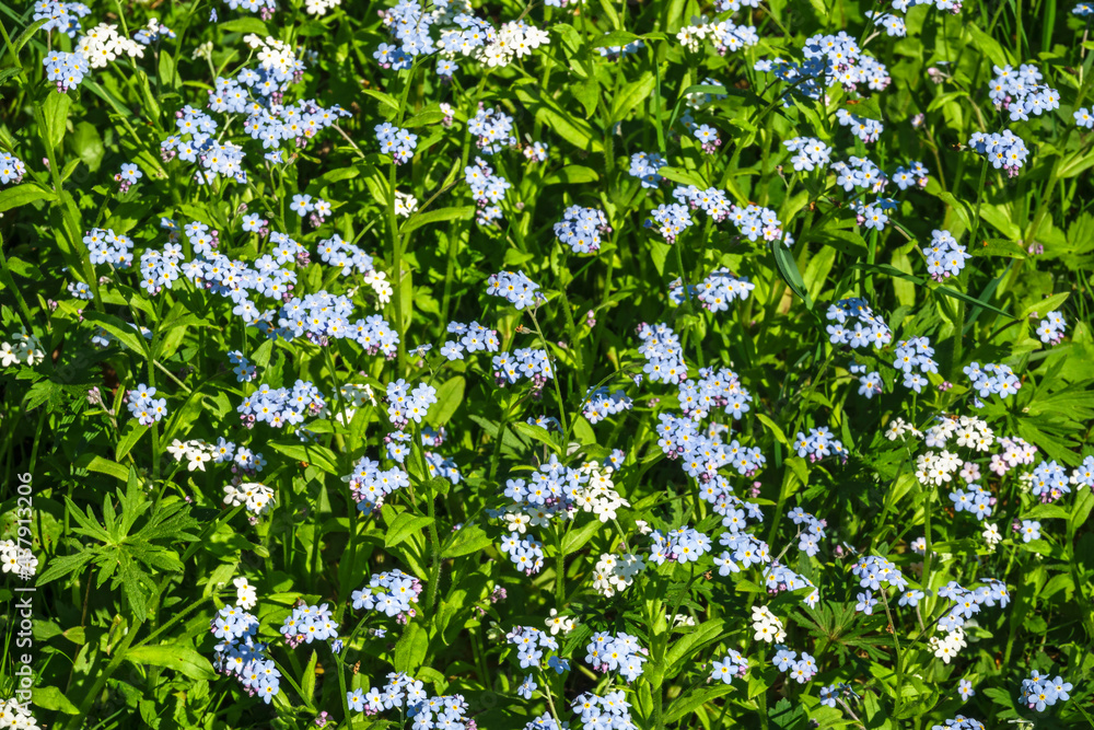 Flowering Forget me not flowers in a meadow