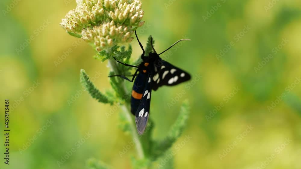 A beautiful butterfly sits on a stalk of grass on a blurred green background.
A beautiful butterfly sits on a stalk of grass on a blurred green background.