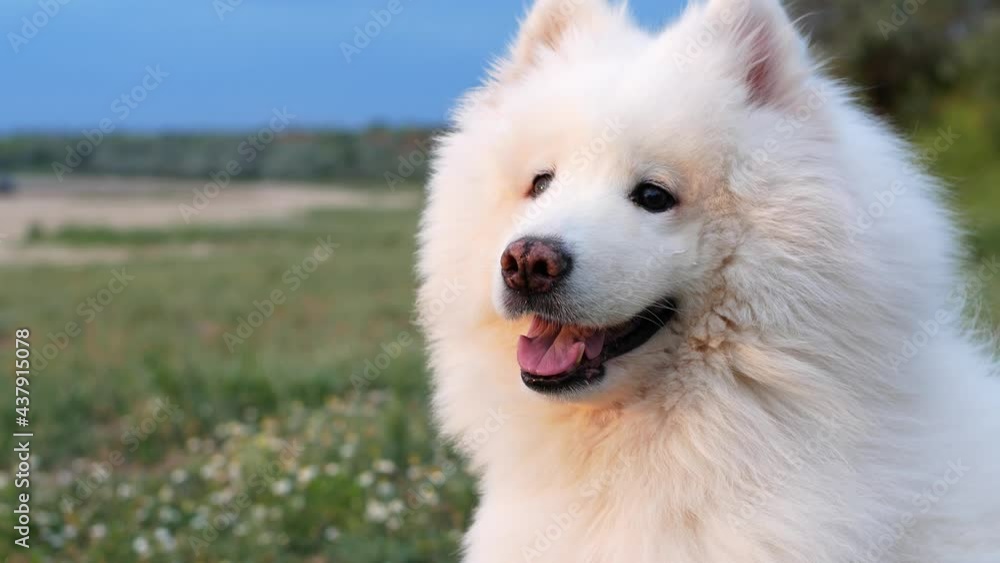 The dog sits on the shore of the sand near the ocean and the wind develops its fur. Samoyed Laika white dog of insane beauty with a sunny day in nature.
The dog sits on the shore of the sand near the ocean and the wind develops its fur. Samoyed Laika white dog of insane beauty with a sunny day in nature.