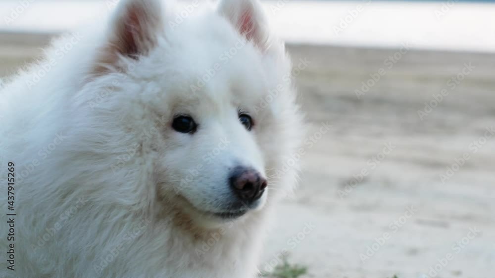 The dog sits on the shore of the sand near the ocean and the wind develops its fur. Samoyed Laika white dog of insane beauty with a sunny day in nature.
The dog sits on the shore of the sand near the ocean and the wind develops its fur. Samoyed Laika white dog of insane beauty with a sunny day in nature.