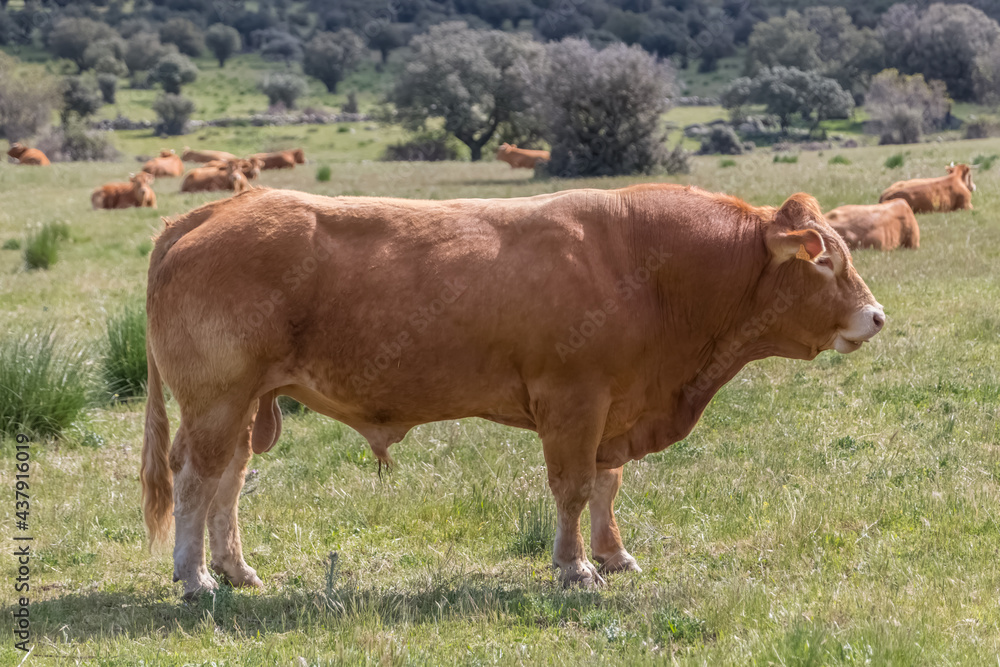 Detailed view of cow grazing in pasture, beef cattle, spanish farmland Detailed view of cow grazing in pasture, beef cattle, spanish farmland
