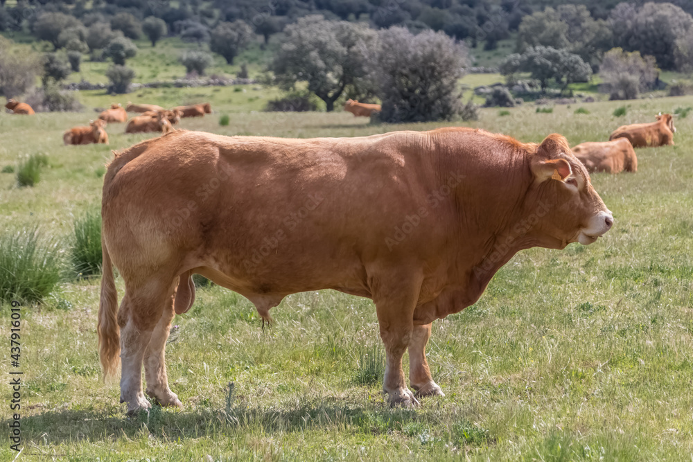 Detailed view of cow grazing in pasture, beef cattle, spanish farmland