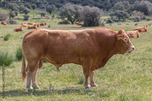 Detailed view of cow grazing in pasture  beef cattle  spanish farmland