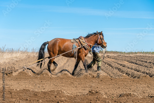 Man farmer with a horse harrowing a field on a sunny day. Concept of spring work in the field
