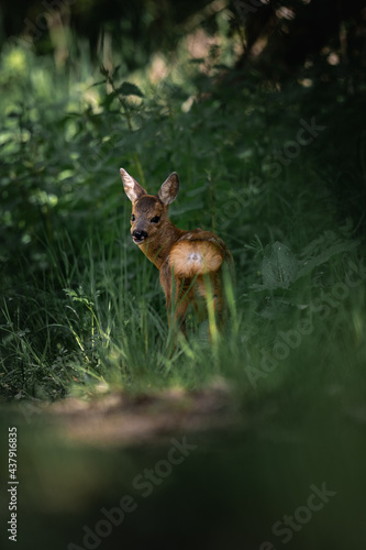deer in the forest of Lutzerath