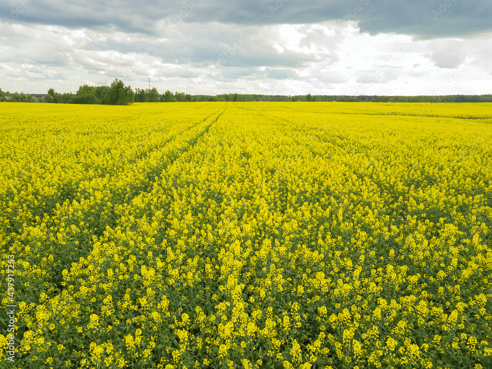 Drone view of a rapeseed field on a cloudy, cloudy day