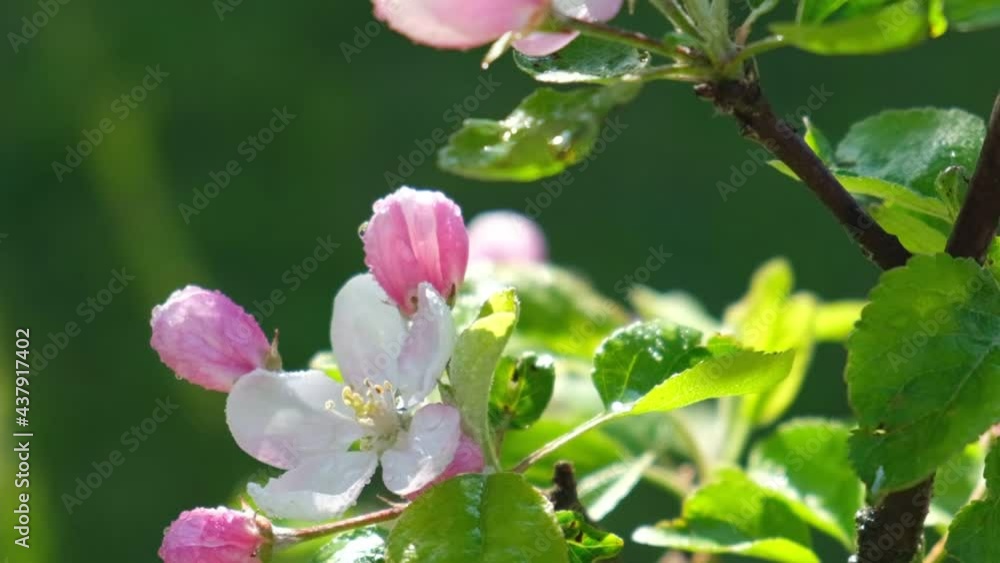 Blossom apple tree with branches with sun flares on background. Apple tree flower close up. Beautiful white flowers. Water drops in sunlight. Apple tree collecting pollen in the spring. Blossom apple tree with branches with sun flares on background. Apple tree flower close up. Beautiful white flowers. Water drops in sunlight. Apple tree collecting pollen in the spring.
