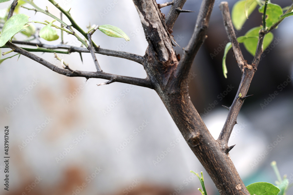 The thorns of the tree. lemon tree. The thorns of the tree. lemon tree.