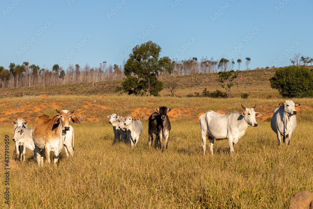 Obraz premium Nelore cattle herd in pasture