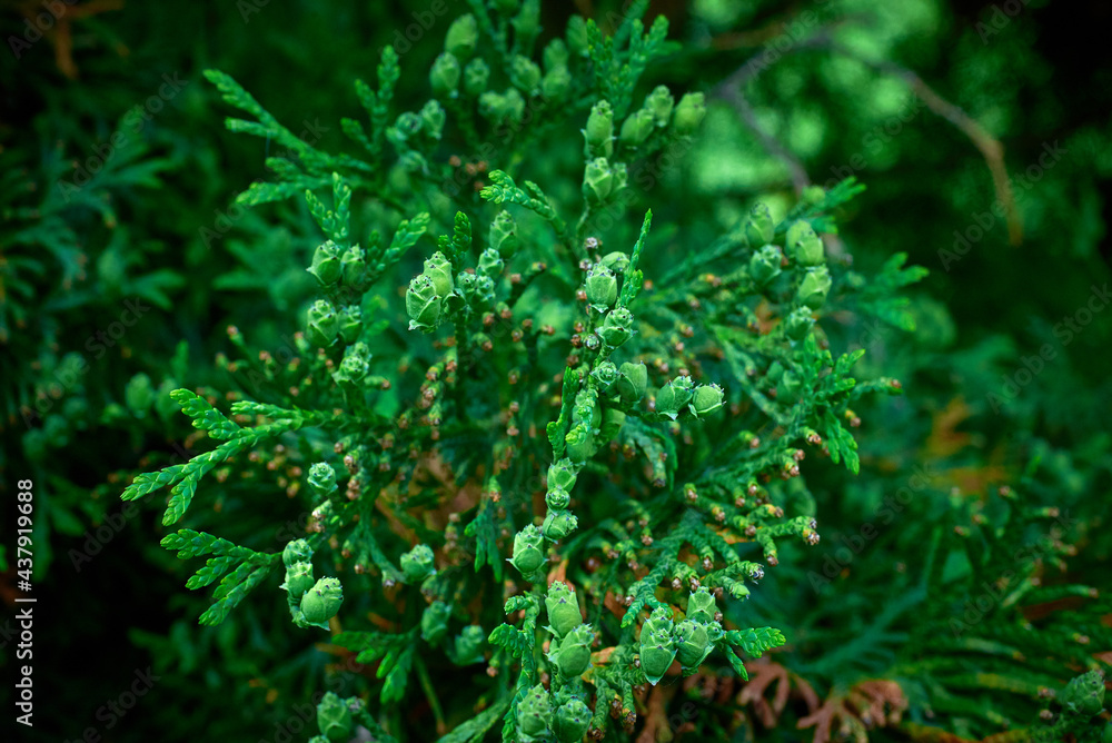 Small young cones on a thuja tree. Spring flowering. Green background with bokeh.