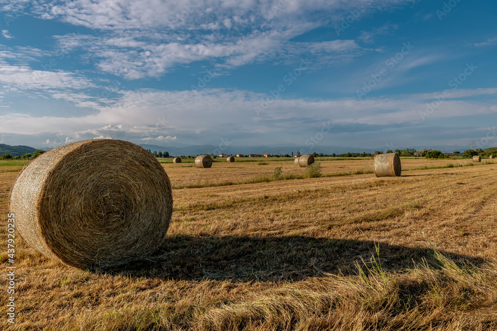 Hay bales in a field in the province of Pisa, Italy, in the sunset light