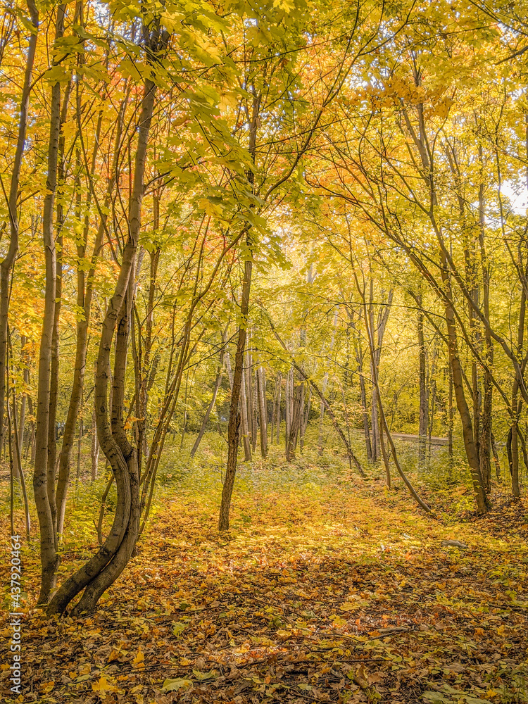 Fototapeta premium Illuminated yellow autumn fairy sunny forest