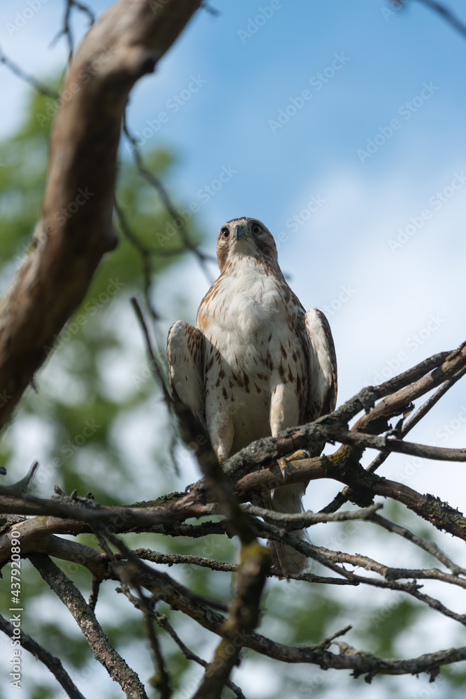 juvenile red-tailed hawk perched and sunbathing on a branch - buteo jamaicensis juvenile red-tailed hawk perched and sunbathing on a branch - buteo jamaicensis