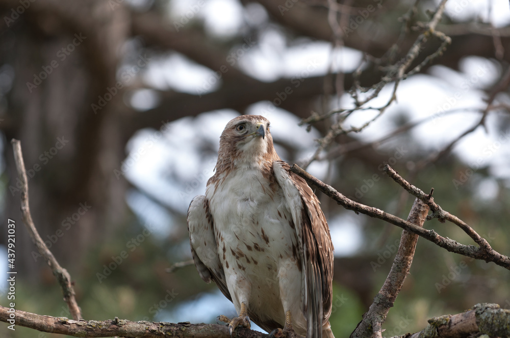 juvenile red-tailed hawk perched and sunbathing on a branch - buteo jamaicensis juvenile red-tailed hawk perched and sunbathing on a branch - buteo jamaicensis