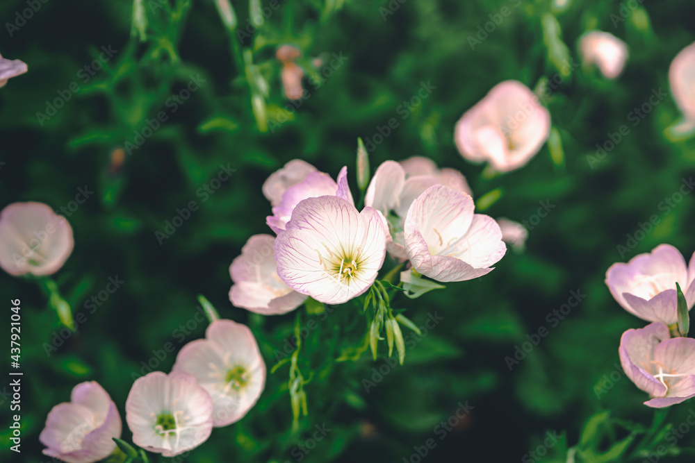 pink flowers in the garden pink flowers in the garden