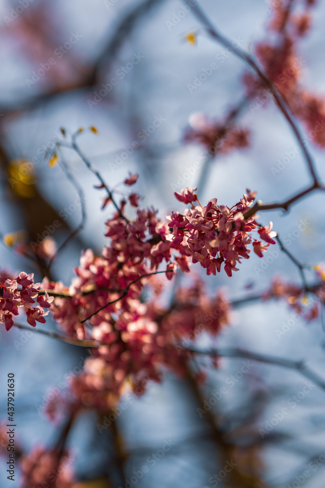 Pink flowers in tree Pink flowers in tree