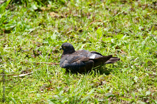 Wild pigeon is sitting on the grass field.