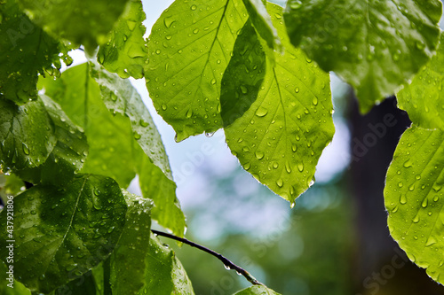 Fotografia Green alder leaves with water drops in the light of the sun