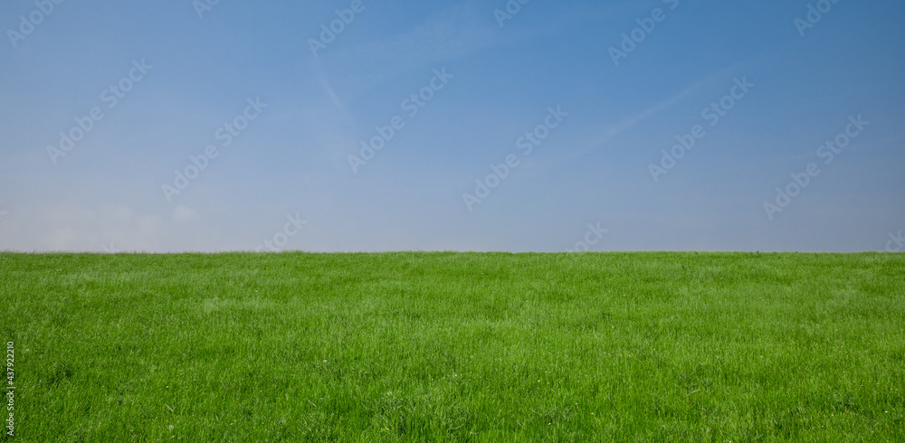 landscape of green grass field and blue sky