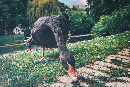 Neugierige schwarze Gans schaut direkt in die Kamera im Borbeck Park in Essen - Schlosspark photo