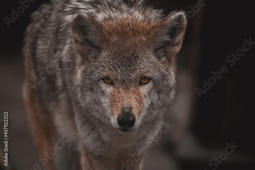 Coyote in Tennessee  © @foxfotoco
