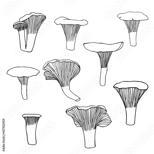 Vector illustration. Black outline sketch. Doodle drawing of mushrooms - chanterelles.
