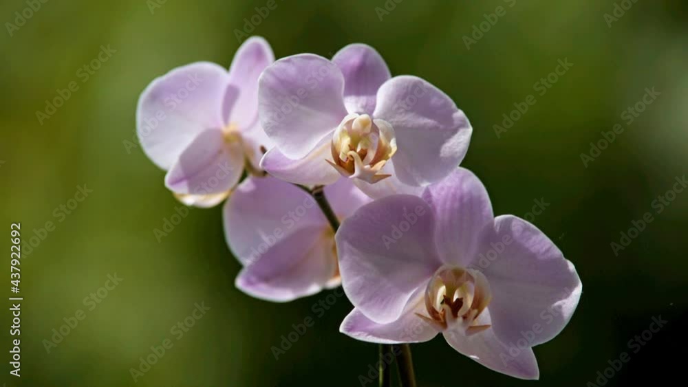 Purple Orchid branch on green natural background
Purple Orchid branch on green natural background