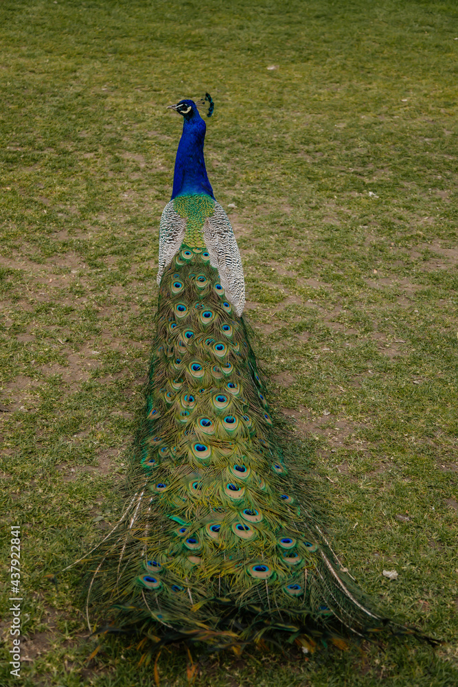 Obraz premium Closeup portrait of peacock walking with feathers walking in romantic park, green grass, bird with beautiful tail, pattern of colorful tail feathers eyes in saturated blues and greens