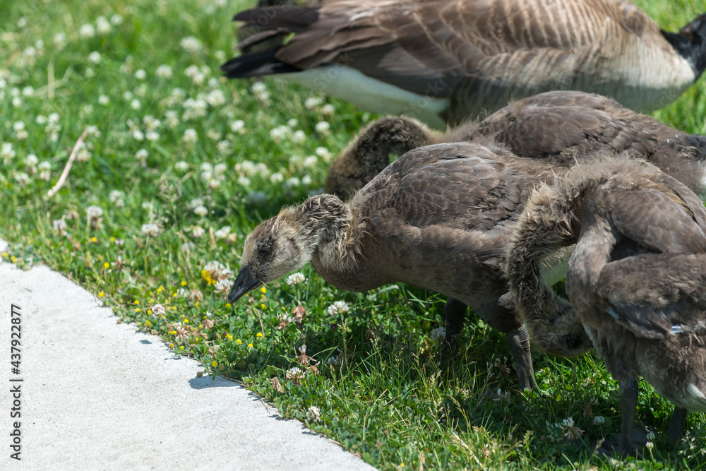 Canadian goose goslings near a patch of clover flowers with adult nearby Canadian goose goslings near a patch of clover flowers with adult nearby