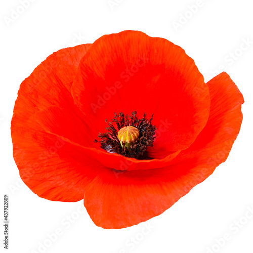 red poppy flower isolated on white background