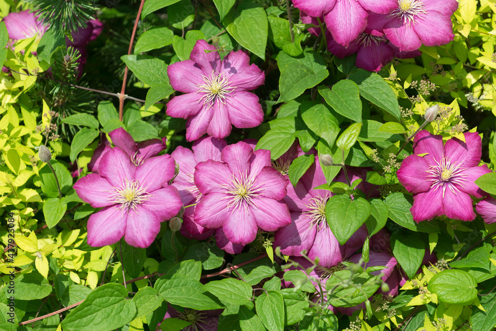 deep pink clematis (ranunculaceae) blooms in a curb-side garden bed deep pink clematis (ranunculaceae) blooms in a curb-side garden bed